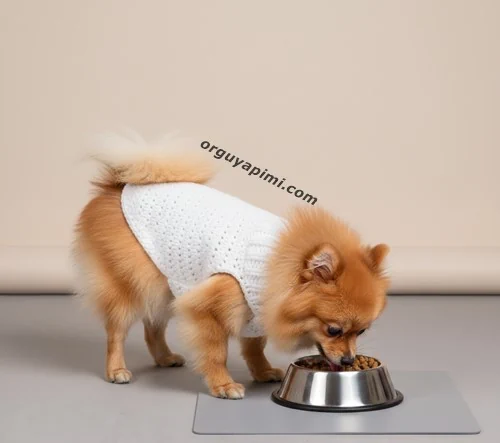 Örgü köpek giysisi yapımı ile örülmüş tığ işi pomeranian köpek kıyafeti